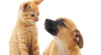 Meglio un gatto o un cane? Pro e contro