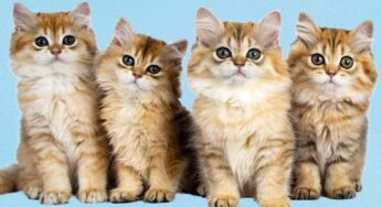 Tesseramento Enpa 2025: un gesto d’amore per gli animali